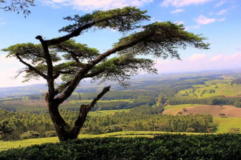 Acaciaboom op heuvel Malawi