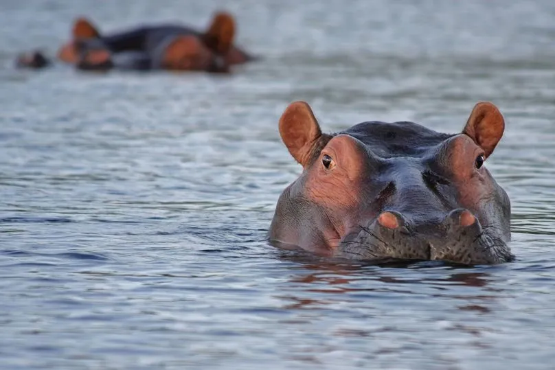Nijlpaard in rivier Malawi