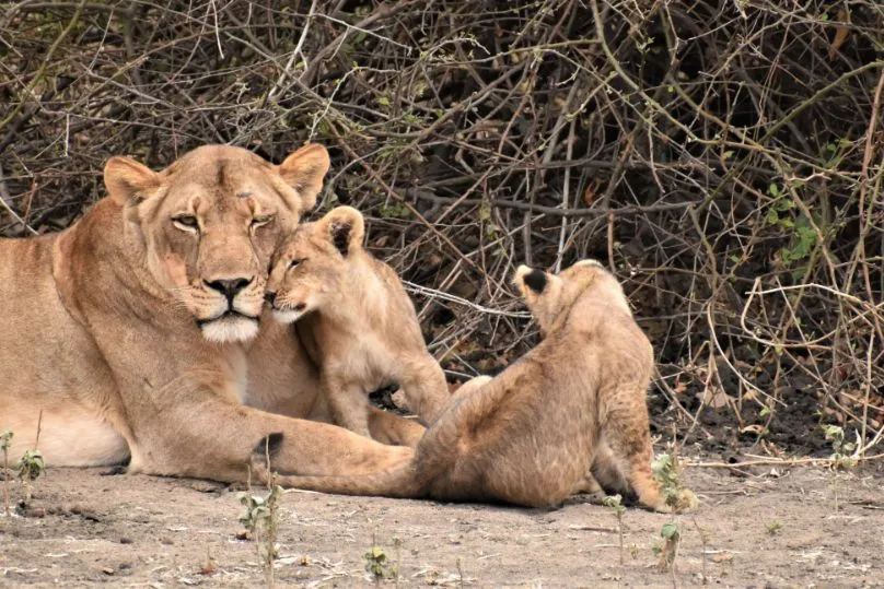 Leeuw met werpen Malawi safari