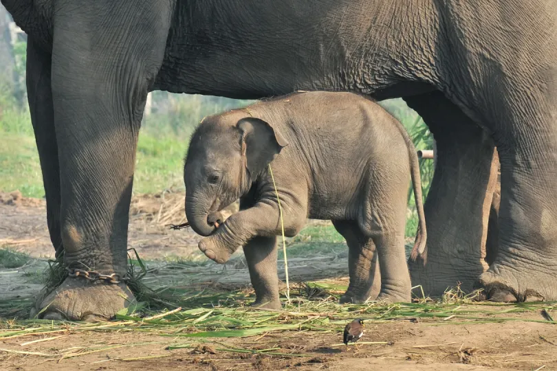 Baby olifant bij moeder