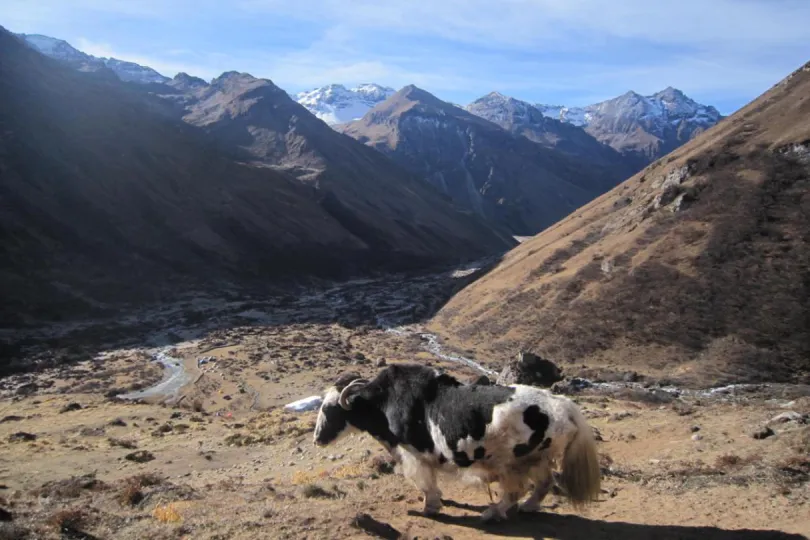 Jak in Jangothang, Bhutan