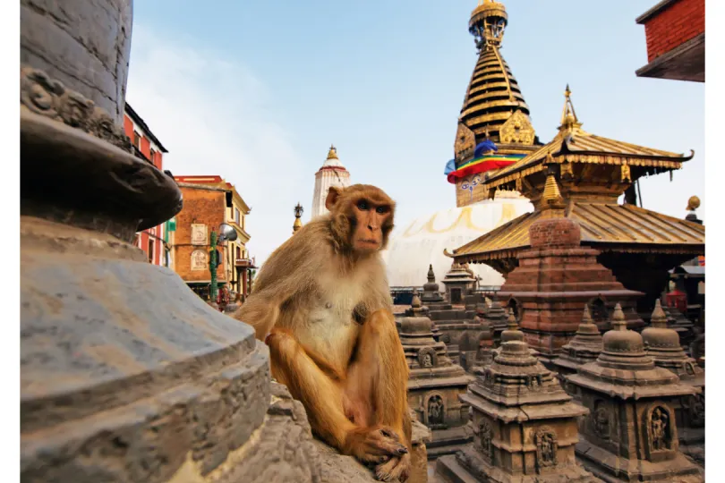 Aapje op stupa Swayambhunath