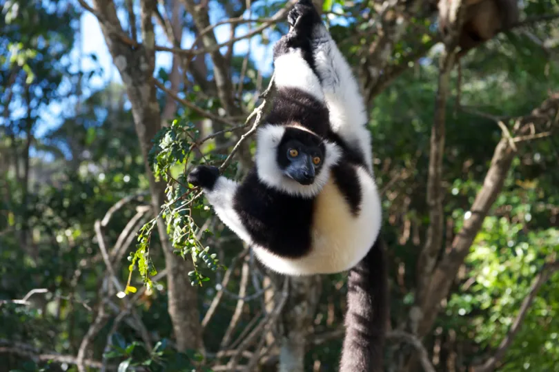 Madagaskar Andasibe Lemur