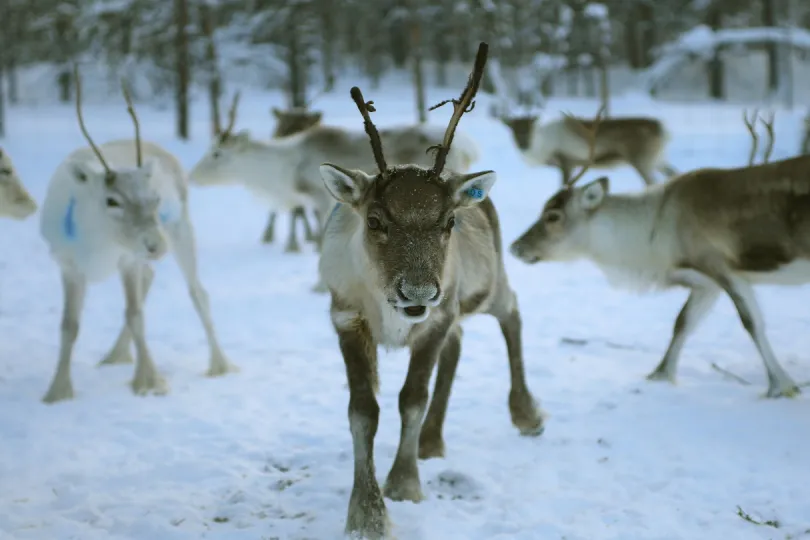 Rendieren Fins Lapland