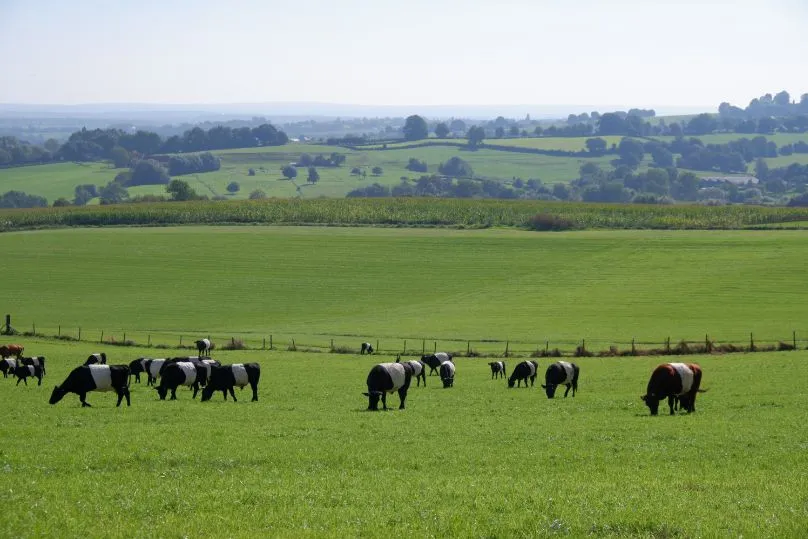 Uitzicht over Limburgse weide met koeien