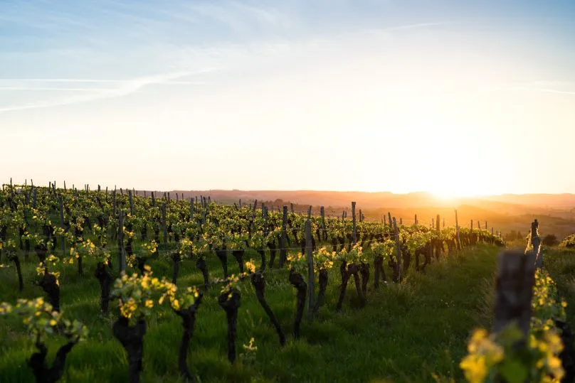 Frankrijk Carcassonne wijnveld