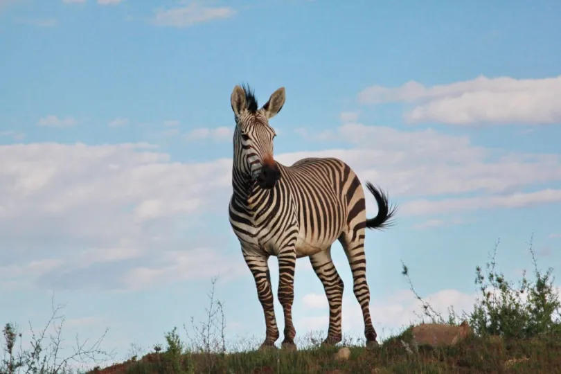 Nationale parken Zuid-Afrika Mountain Zebra