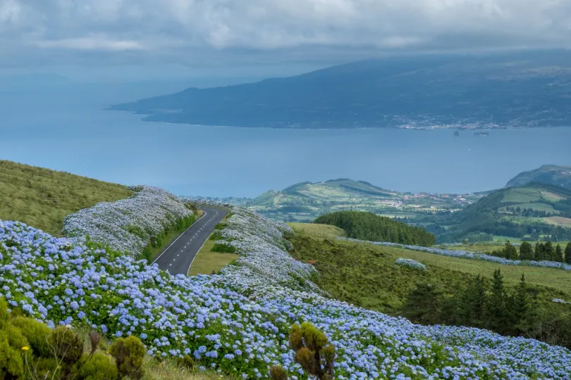 Azoren Faial blauwe hortensia's