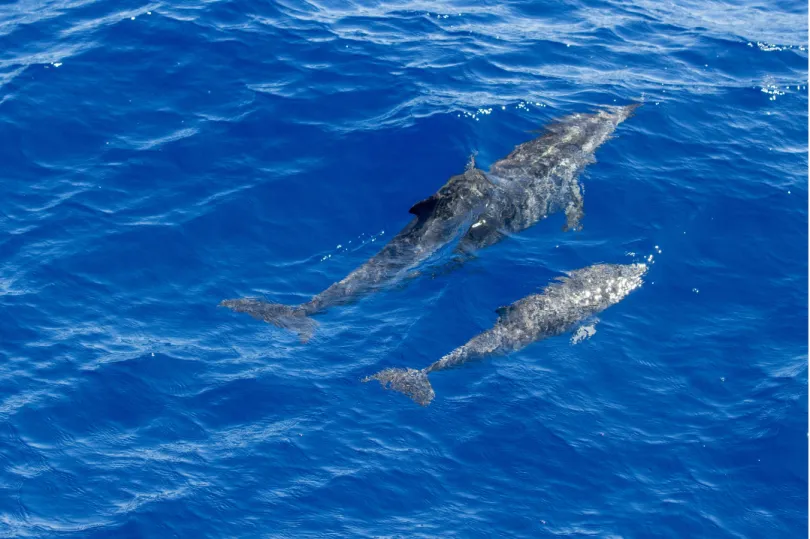 Azoren excursie dolfijnen spotten