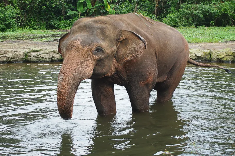 Olifant Indonesië