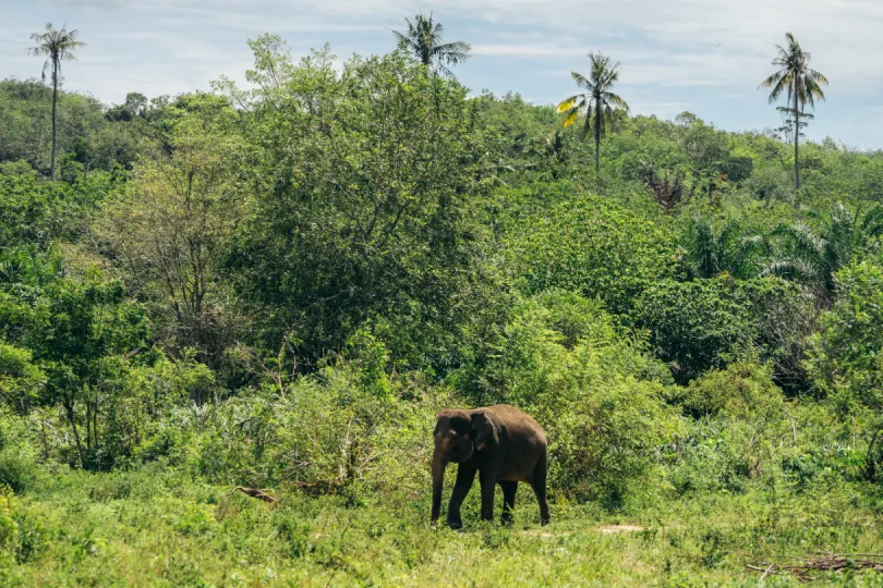 Natuurpark Sumatra