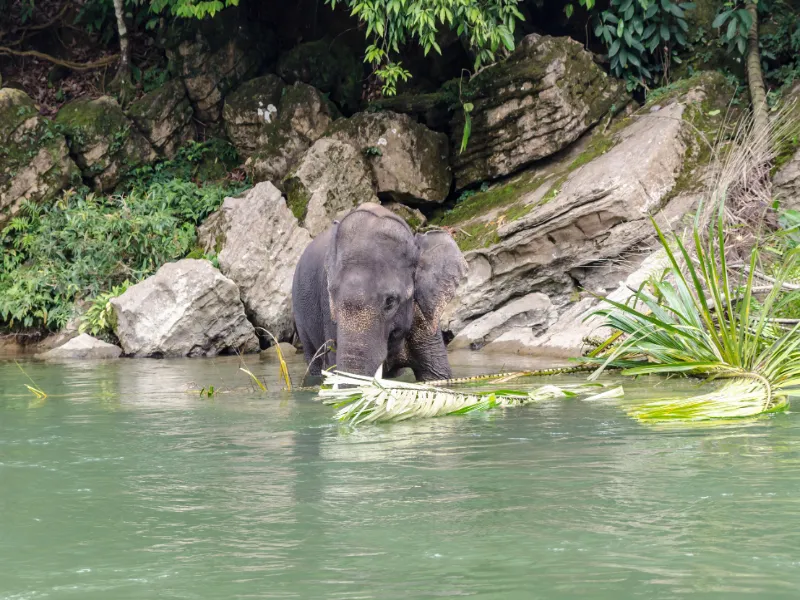 Tangkahan olifanten Sumatra