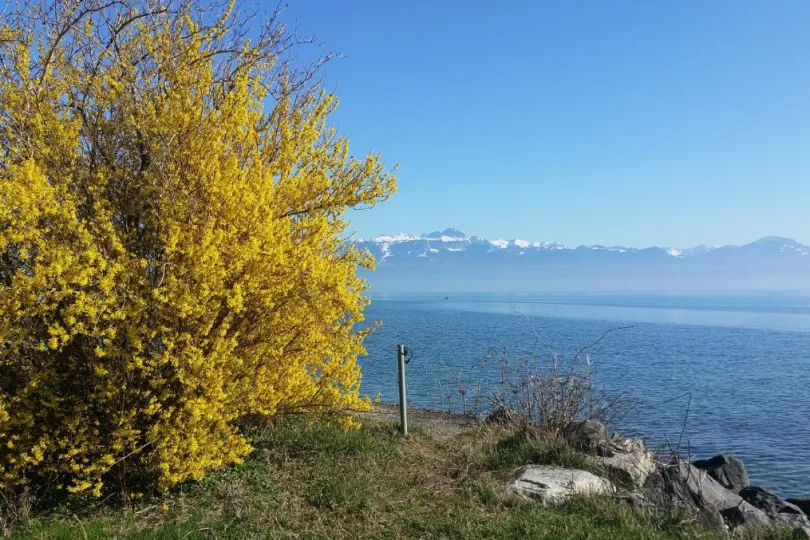 Fietsvakantie Zwitserland Meer van Genève