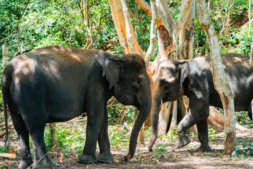 olifantenopvangcentra 