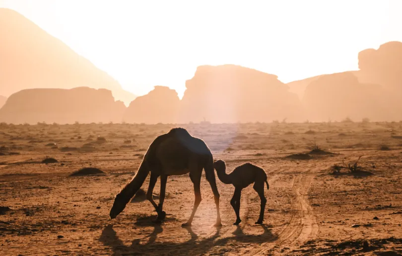 Entdecke auf deiner dreiwöchigen Jordanien Reise die Kamele