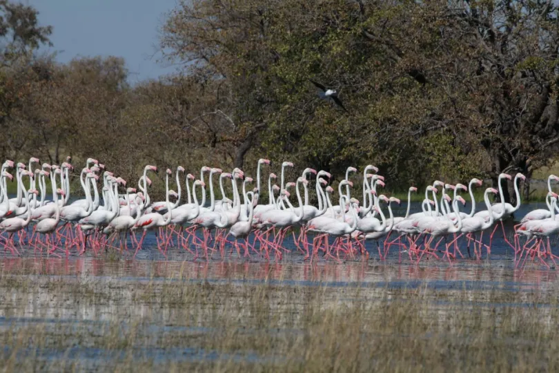 Botswana rondreis Nata flamingo's