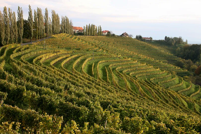 Wijngaarden in Dolenjska