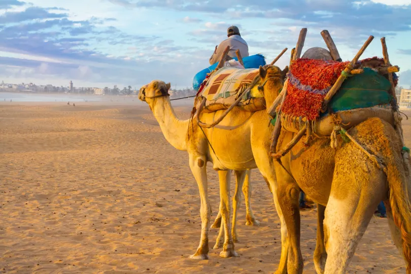 Marokko Kamelen