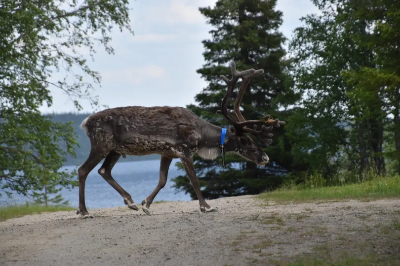 Finland Pallas-Yllastunturi