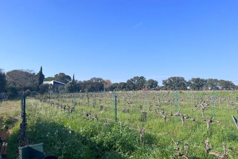Frankrijk occitanie wijngaard