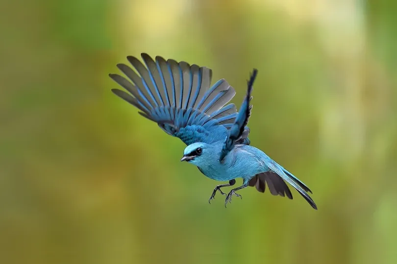 Blauwe vogel Indiase Himalaya