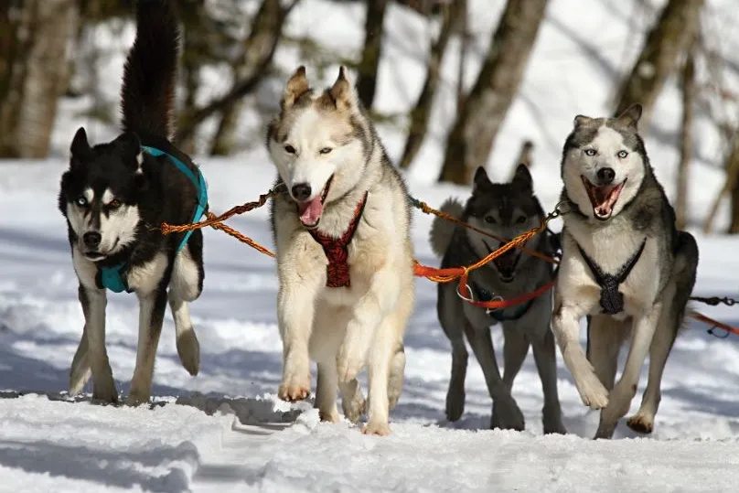 Zweden huskys