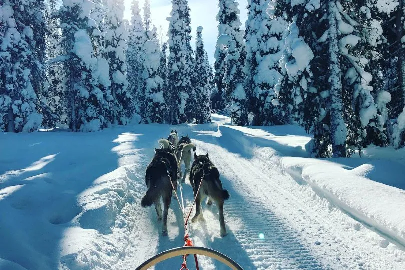 Zweden Huskytocht