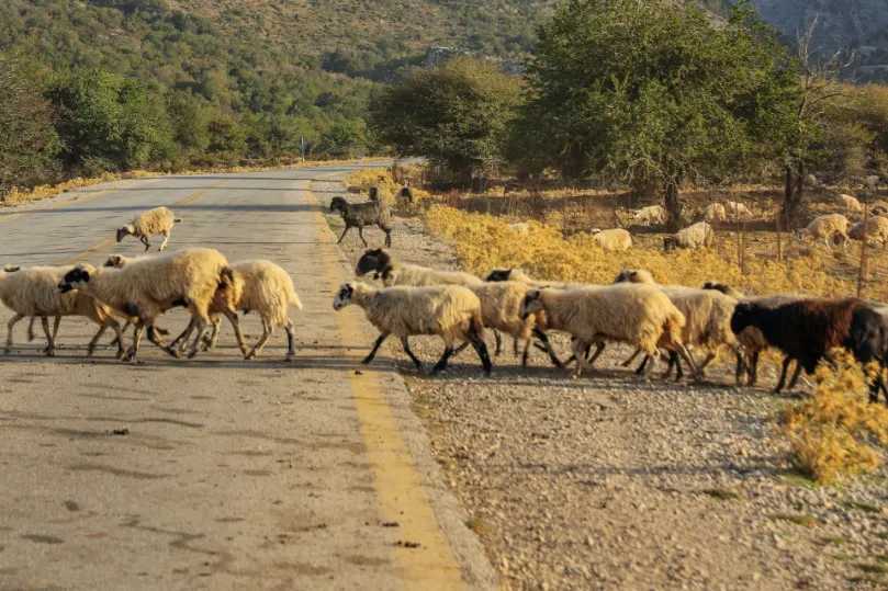 Schapen Griekenland