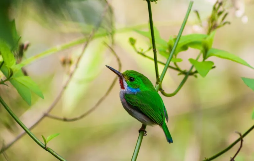 Lerne auf deiner Rundreise über die Vögel Kubas
