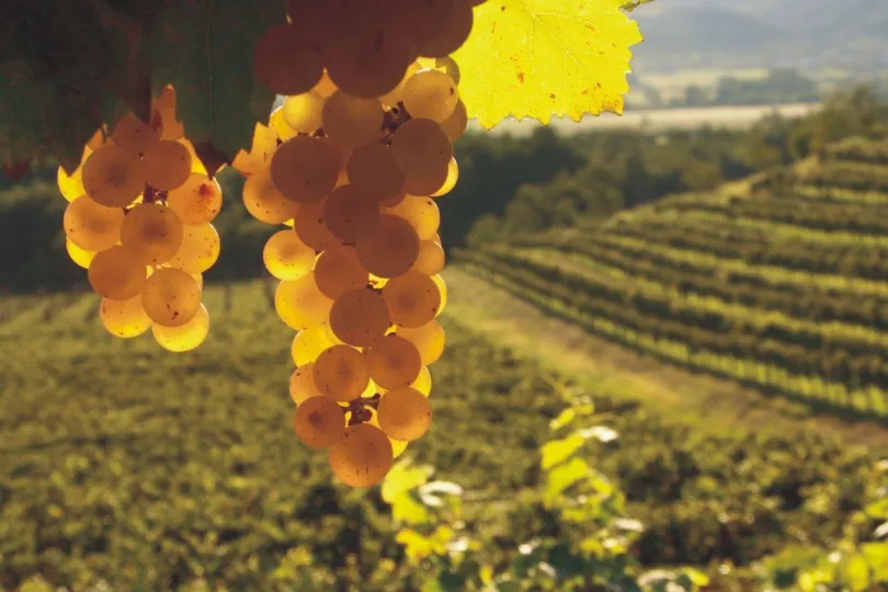 Slovenië_druiven_wijn