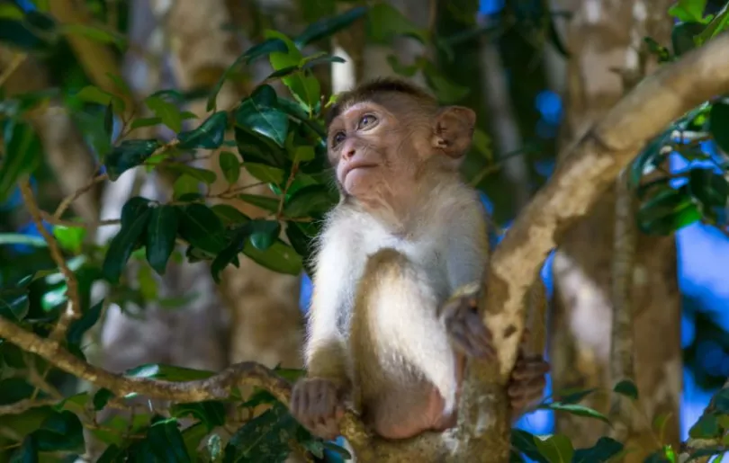 Entdecke Wilpattu auf deiner Sri Lanka Rundreise