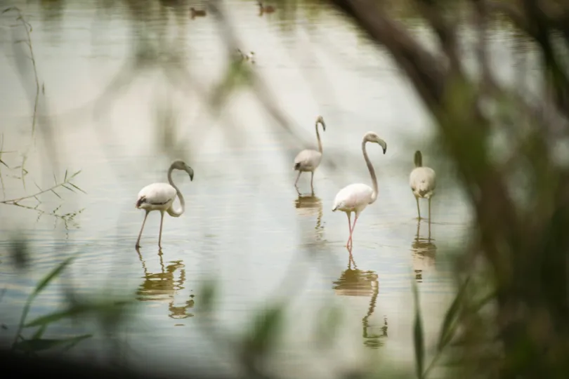 Albufera Nationaal Park Spanje