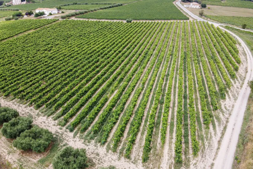 Spanje Aragon Somontano wijngaard