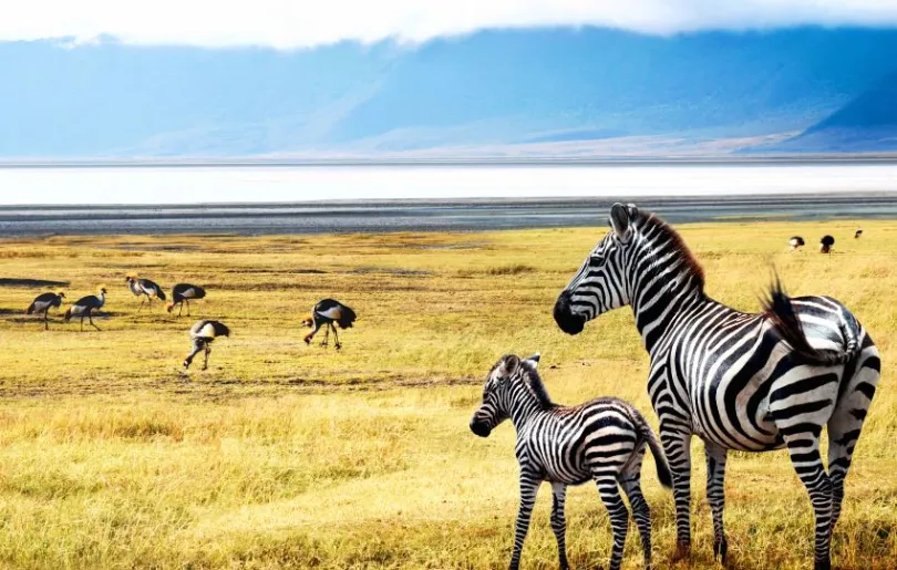 Bei einer Safari im Ngorongoro Krater kannst du verschiedenste Tiere sehen