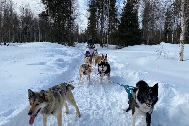 Hondenslee door de sneeuw in Lapland