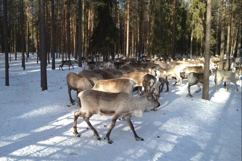 Ervaring met rendieren in Fins Lapland