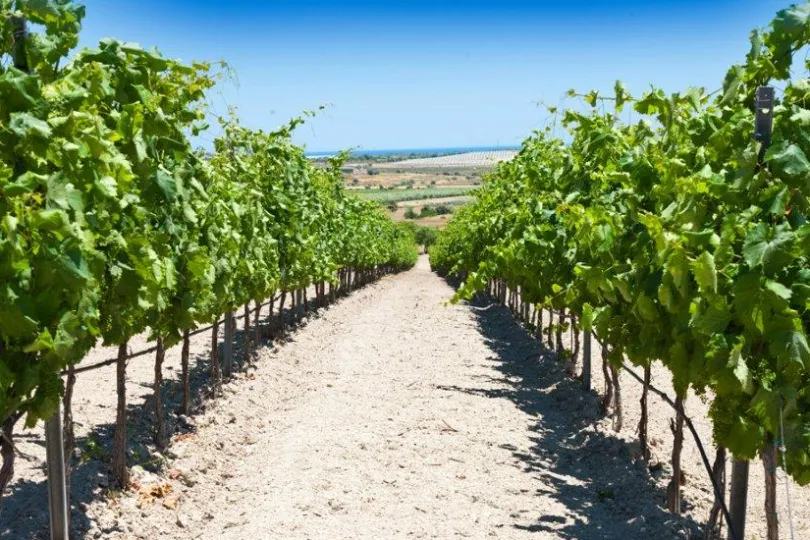 Wijngaard met uitzicht in Sicilië