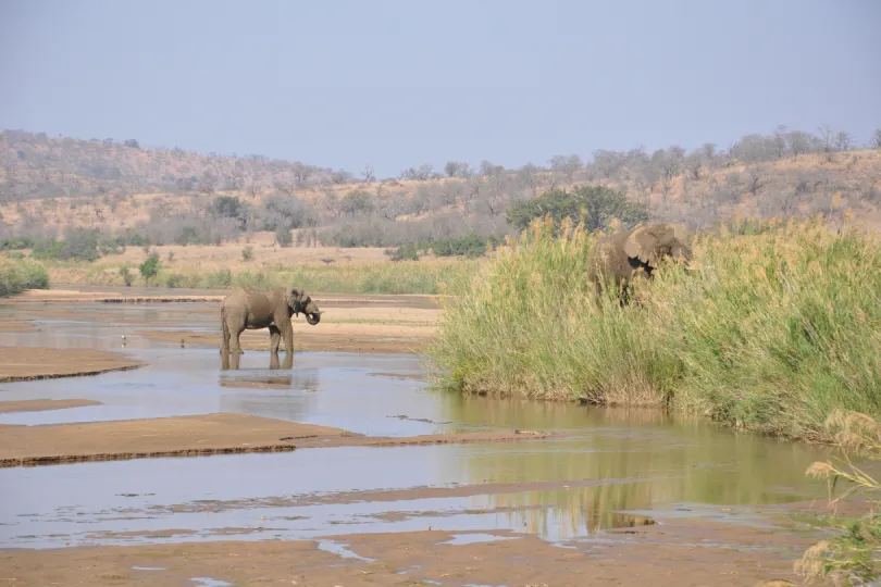 Zuid-Afrika Game reserve
