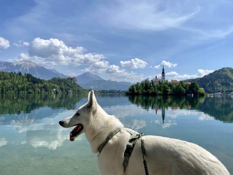 Slovenie met hond Bled