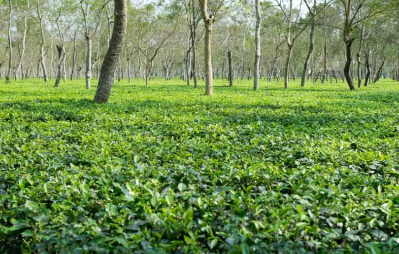 Entdecke Dibrugarh bei deiner Nordostindien Reise
