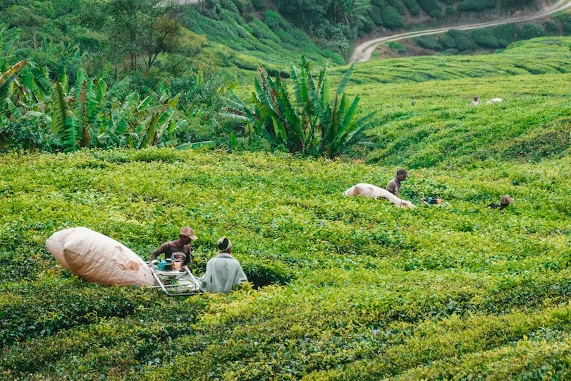 Cameron Highlands Maleisië