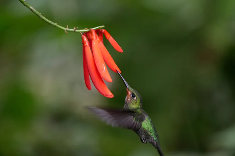 Costa Rica