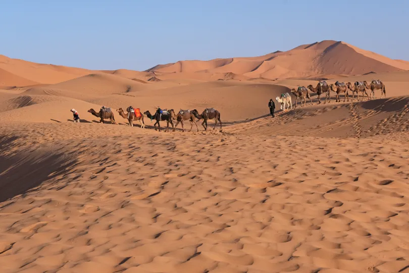 Een groep kamelen in de woestijn in Marokko