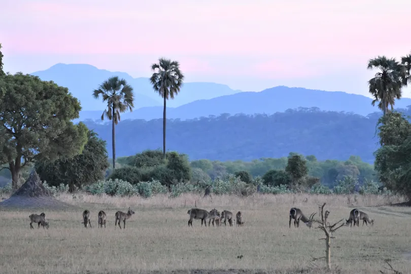 Waterbuck mountains uitzicht met zonsondergang