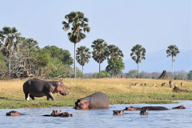 Nijlpaarden baden in rivier Liwonde, Malawi