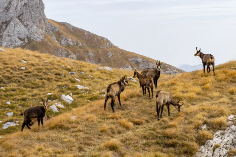 Dieren in de natuur in Montenegro