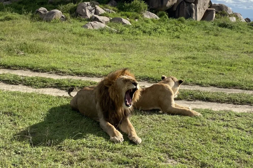 Leeuwen in Tanzania