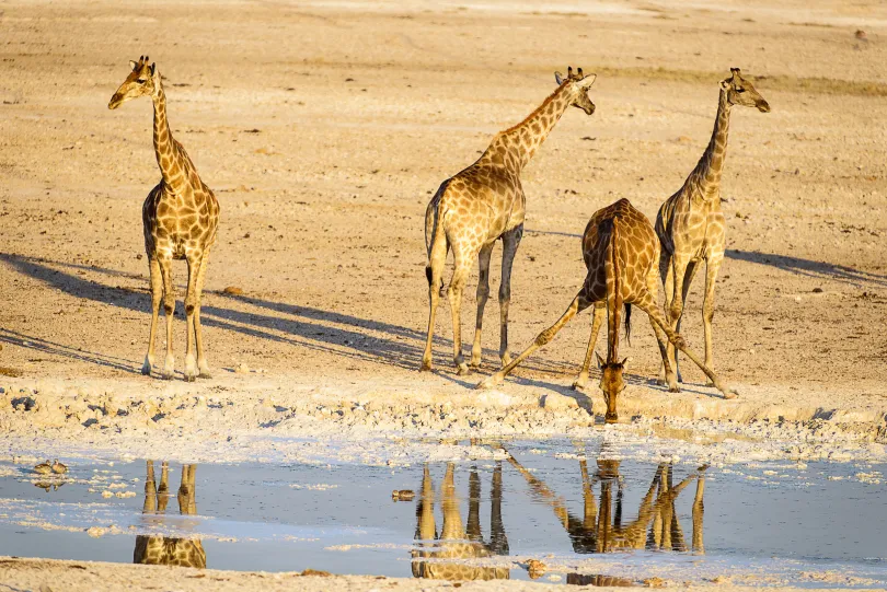 Giraffen Etosha NP Namibië