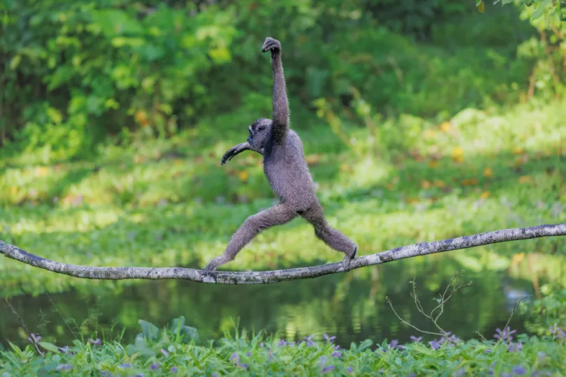 Maleisisch Borneo aap