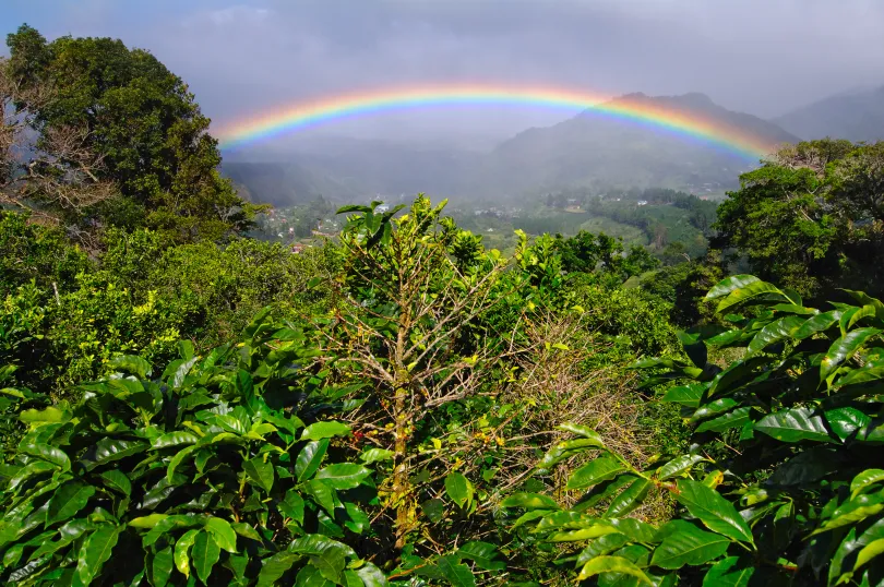 Het groene bladerdak van de regenwoud bij Boquete in Panama met een regenbogen op de achtergrond